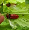 Anostirus purpureus